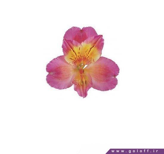 خرید اینترنتی گل - گل آلسترومریا چنل - Alstroemeria | گل آف